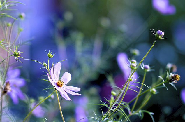 Объектив Samyang 85mm f/1.4 для Sony Alpha/Minolta AF